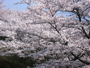 満開の桜