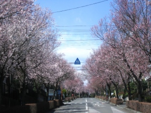 美杉台の桜