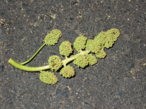 モミジバフウの花 モミジバフウの花